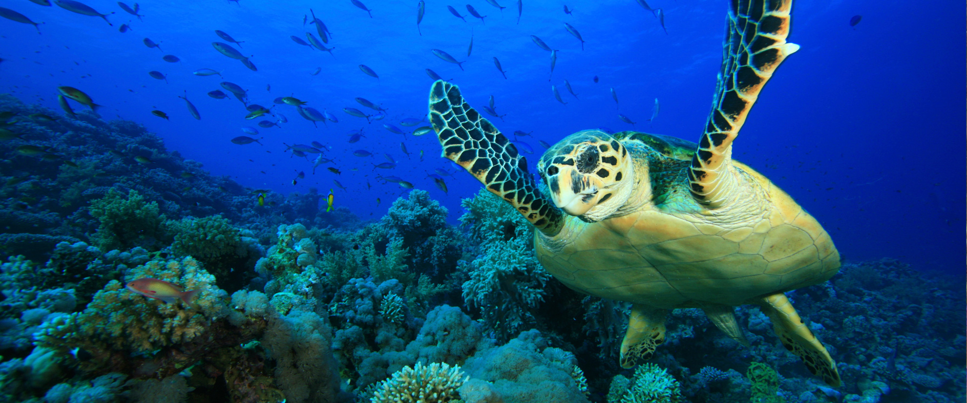 Ocean Sanctuary Alliance